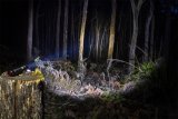 ARB Pureview 800 Flashlight 800 Lumen Flashlight thumbnail 2